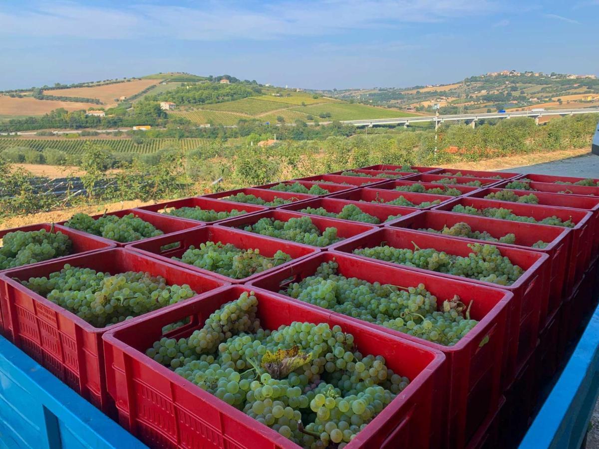 جوليانوفا Agriturismo Biocore 2 - Colledoro المظهر الخارجي الصورة